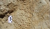 Uno de los últimos dinosaurios dejó su piel impresa en la roca