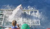 Un tiburón blanco se cuela en una jaula de observación para turistas en México