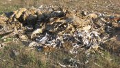 Pacma denuncia el abandono y el maltrato que sufren perros y ovejas en una granja de Valencia