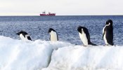 Declarada la mayor reserva marina del mundo en la Antártida