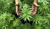 El Tribunal Constitucional anula la ley catalana de clubes de consumo de cannabis