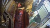 Un empleado español revela las atrocidades animales que se cometen en un matadero público de Francia