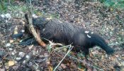 Hallan muerta en León una osa parda atrapada en una trampa ilegal
