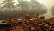 Grandes empresas venden como "sostenibles" productos con aceite de palma producido por mano infantil
