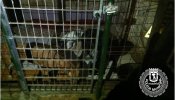 Rescatadas tres perras que vivían sin luz, comida ni agua en un trastero de Madrid