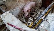 Igualdad Animal denuncia la crueldad y torturas en los mataderos de México