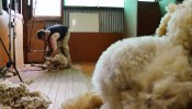 Un esquilador australiano se declara culpable de crueldad animal