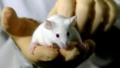 Logran que ratones rejuvenezcan, curen antes enfermedades y vivan más reprogramando sus células