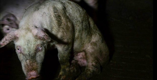 Francia levanta el velo sobre el maltrato animal en los mataderos