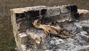 Ahorcan y queman a un podenco en la localidad jiennense de Torreperogil