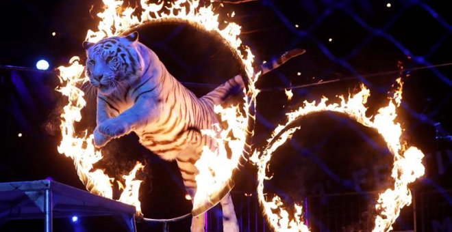 El Partido Animalista pide que se prohíban los circos con animales como en Reino Unido
