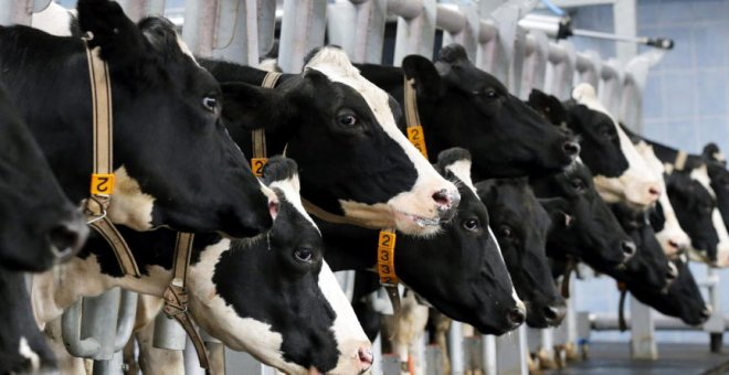 España detecta un caso de vacas locas en Castilla y León