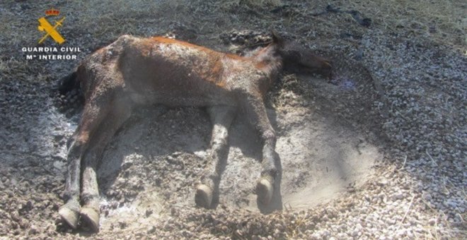 La Guardia Civil investiga a dos personas por maltrato animal en una finca de Echauri