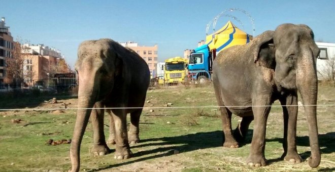 Galicia prohibirá los circos con animales salvajes y las mutilaciones "estéticas"