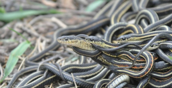 La obsesión por el sexo mata a los machos de la serpiente jarratera