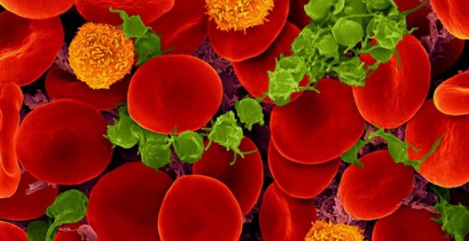 Descubren cuatro nuevas células en la sangre humana