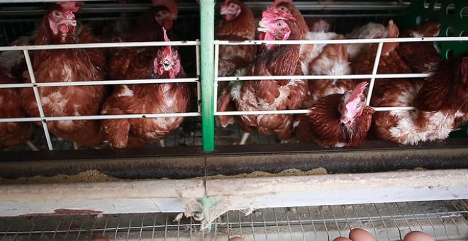 Activistas denuncian maltrato animal en las granjas de producción de huevos de Brasil