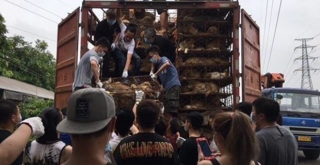 Una multitud detiene un camión con miles de perros destinados al matadero en China