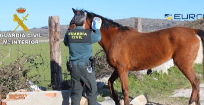 Detenidas 65 personas en España por venta de carne de caballo no apta para consumo