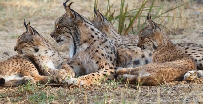 Hallado con vida el último lince que quedaba por rescatar tras el incendio de Doñana