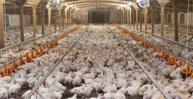 Animalistas denuncian el maltrato en la granja de pollos de un proveedor de Lidl