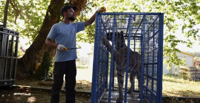 'Misión imposible': al rescate de los animales de la "Disneylandia" siria