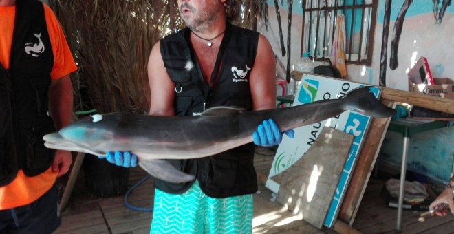 Muere una cría de delfín en Almería por el acoso de los bañistas