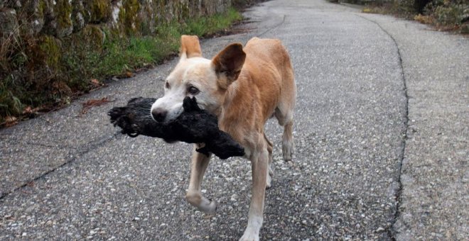 La estremecedora foto de la perra que luchó por encontrar los restos de su cachorro