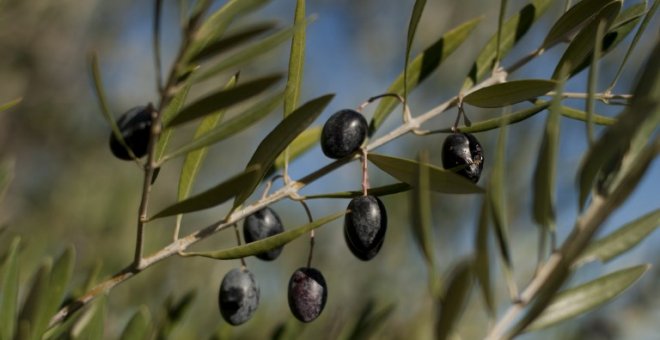 Estados Unidos castiga con un arancel a la importación de aceitunas españolas