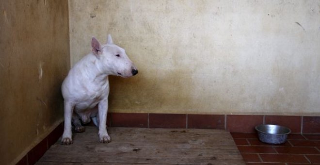 Hospitalizado grave un niño de tres años tras arrancarle varios perros las orejas