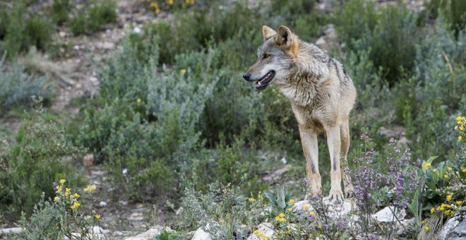 El lobo ibérico se recupera y alcanza las 297 manadas, según el último censo