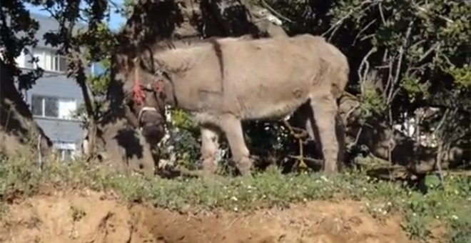 Animalistas piden actuar contra el chatarrero de Mataró por maltratar a su burro