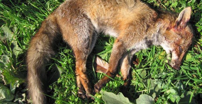 "Acabar con la vida de miles de zorros por diversión": empieza la temporada de caza en Galicia