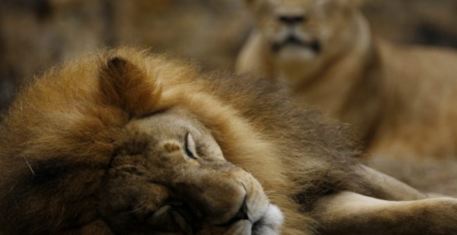 Varios leones devoran a un cazador furtivo en Sudáfrica