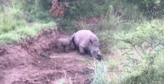 Un bebé rinoceronte intenta amamantarse de su madre asesinada por cazadores