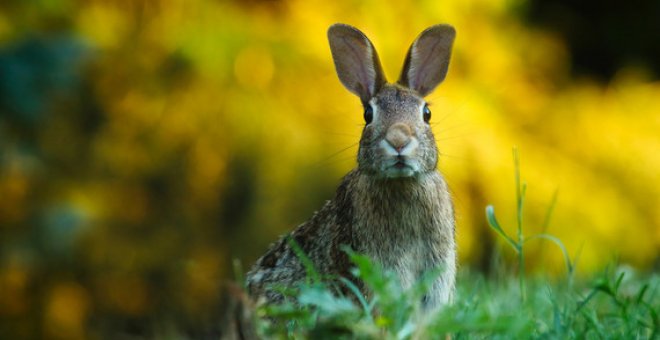 ¿Por qué abundan los conejos en los márgenes de las autopistas?