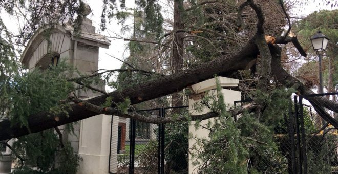 El Ayuntamiento cierra El Retiro toda la semana para revisar el estado de los árboles