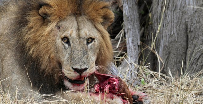 Mueren envenenados nueve leones en el parque de Serengeti en Tanzania