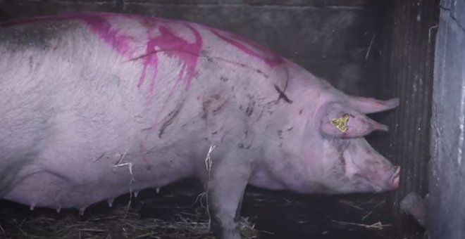 Una nueva investigación desvela la crueldad en una granja de cerdos de Inglaterra