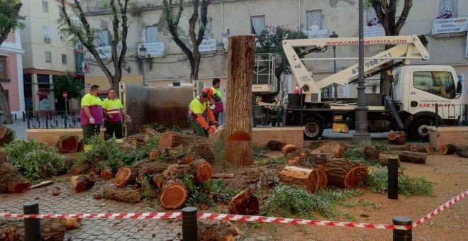 El Ayuntamiento de Sevilla desata la 'guerra del árbol'