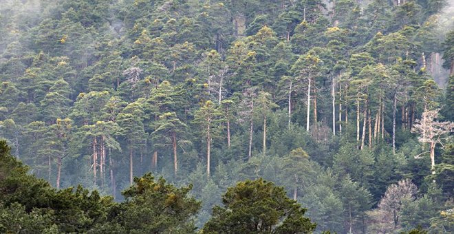 ¿Por qué hay que bañarse en los bosques?