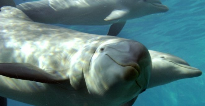Un estudio del CSIC detecta altos niveles de plastificantes en los delfines del Mar de Alborán