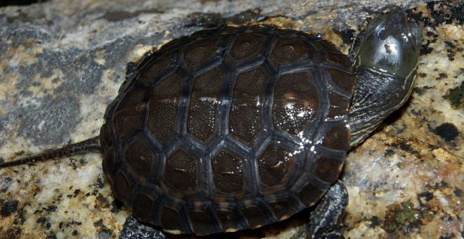 Investigan a un hombre por capturar 60 tortugas de una especie protegida para ser consumidas