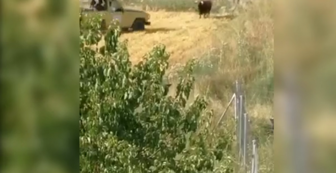 El PACMA denuncia el atropello de un toro por un todoterreno durante un encierro