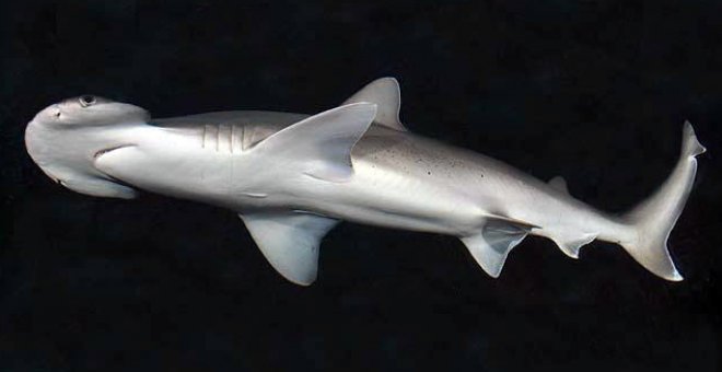 Hallado el primer tiburón omnívoro