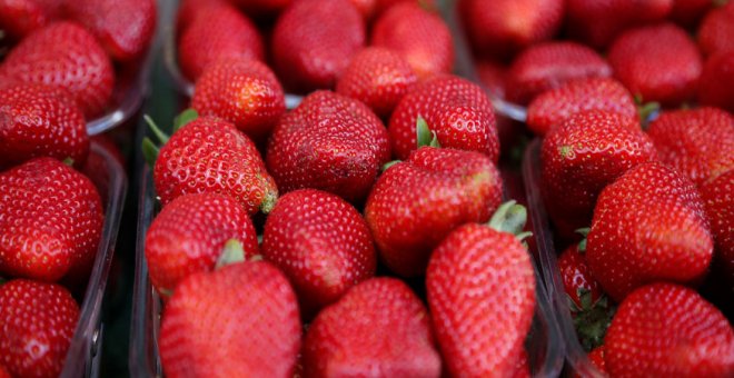 Investigan en Australia varios casos de fresas con agujas ocultas en su interior