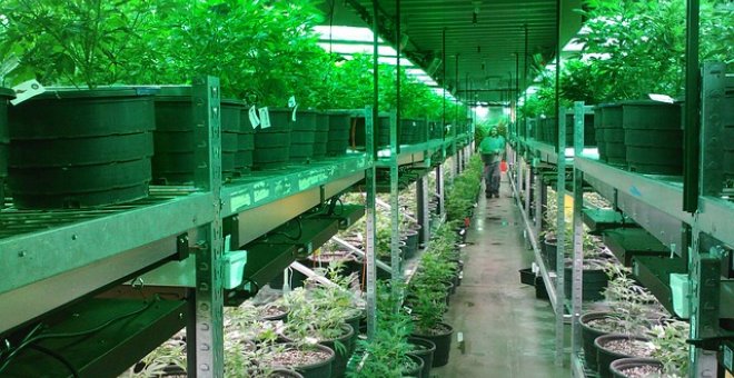 ¿Cuáles son las grandes empresas que operan en el mercado del cannabis medicinal en España?