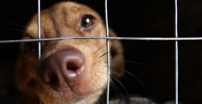 Detenida tras hallar 56 perros en su vivienda en condiciones de abandono y desnutrición