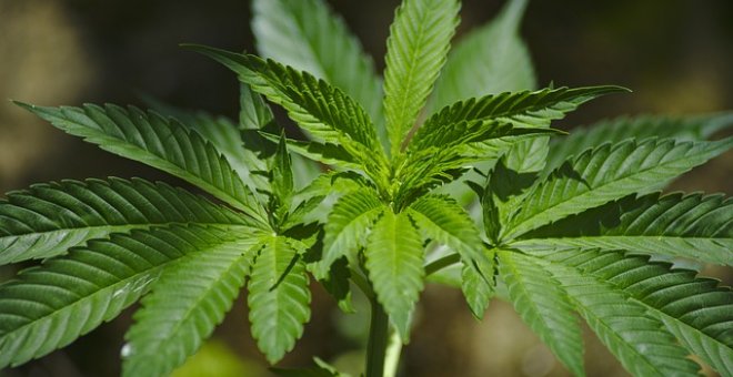 La OMS recomienda sacar el cannabis de la lista de sustancias peligrosas