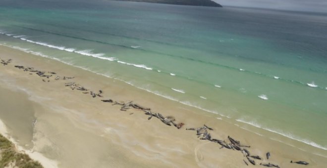 Más de 140 ballenas piloto mueren tras quedarse varadas en Nueva Zelanda